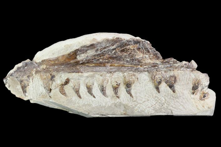 Fossil Mosasaur (Tethysaurus) Jaw Section - Goulmima, Morocco #107094